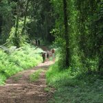 Expedición al Kilimanjaro - Ruta Machame